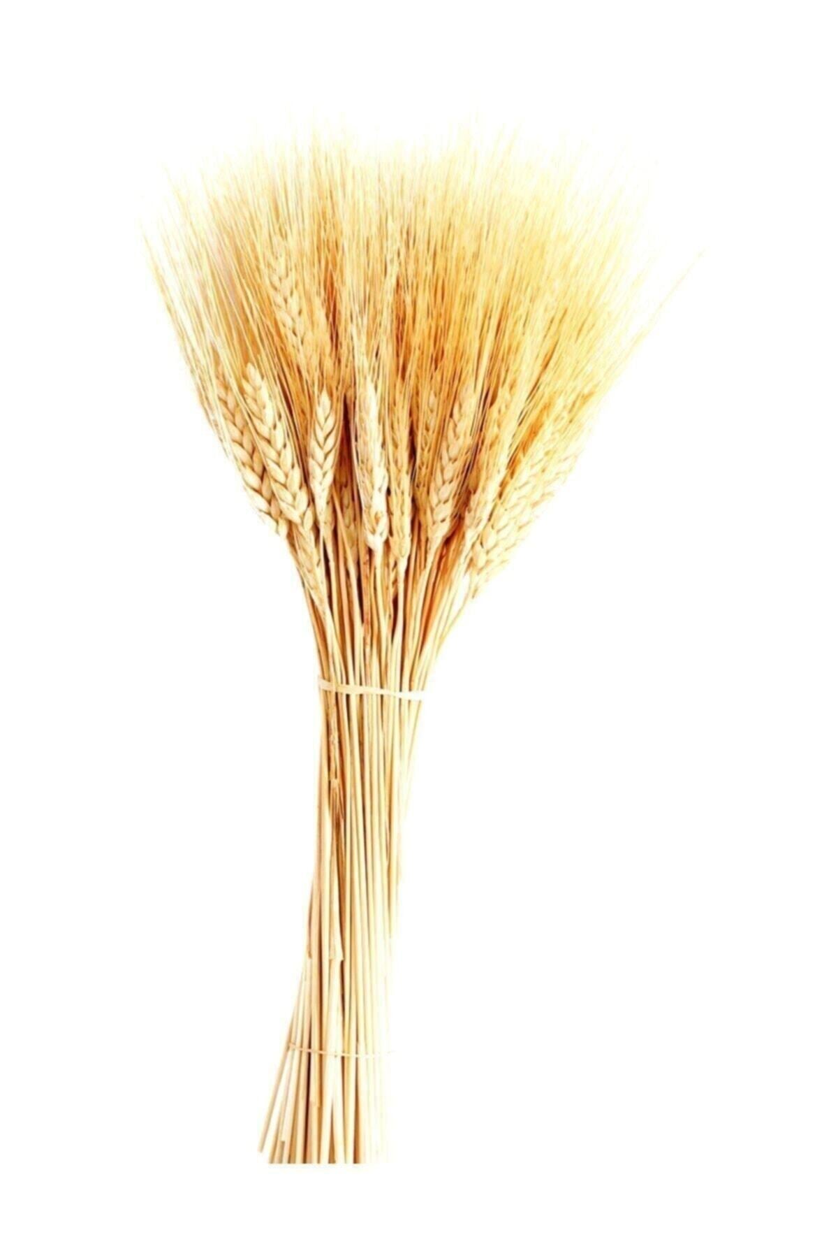 40 Cm 1 Demet Natural Organizasyon Kuru Çiçek Doğal Başak Buğday Başağı – Yapay Çiçek Dekor, Masa S